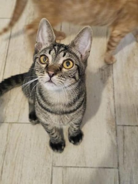 Kleiner Bandit sucht sein Zuhause