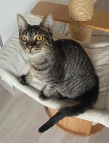 Kleiner Bandit sucht sein Zuhause