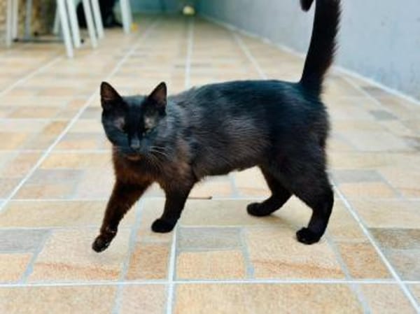 Lackfellchen Nia sucht ihre Familie