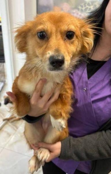 TESSY, kleine Zuckerschnecke