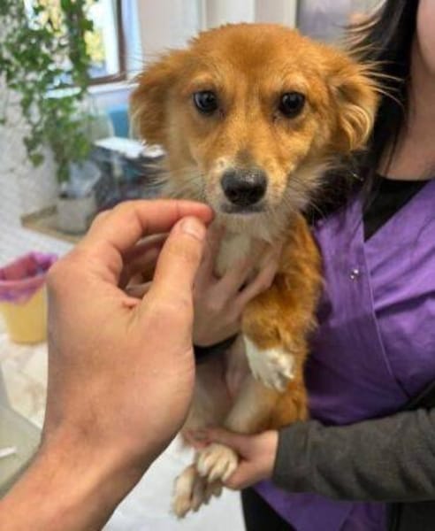 TESSY, kleine Zuckerschnecke