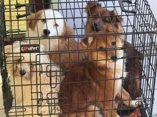 TESSY, kleine Zuckerschnecke