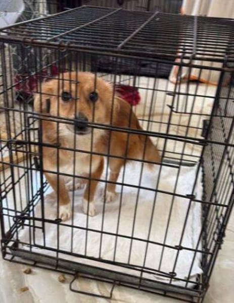 TESSY, kleine Zuckerschnecke