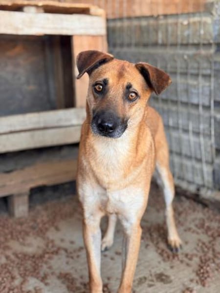 Rüde Roxy bedachtsam eher ruhig