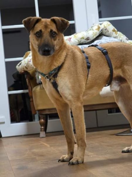 Rüde Roxy bedachtsam eher ruhig