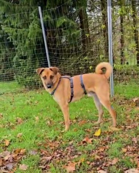 Rüde Roxy bedachtsam eher ruhig