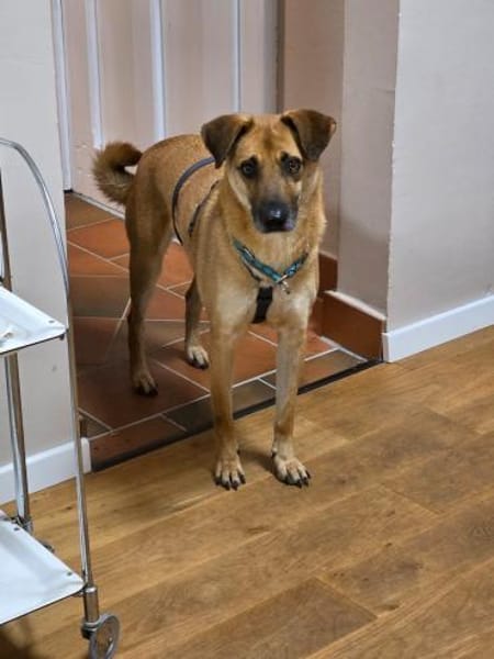 Rüde Roxy bedachtsam eher ruhig