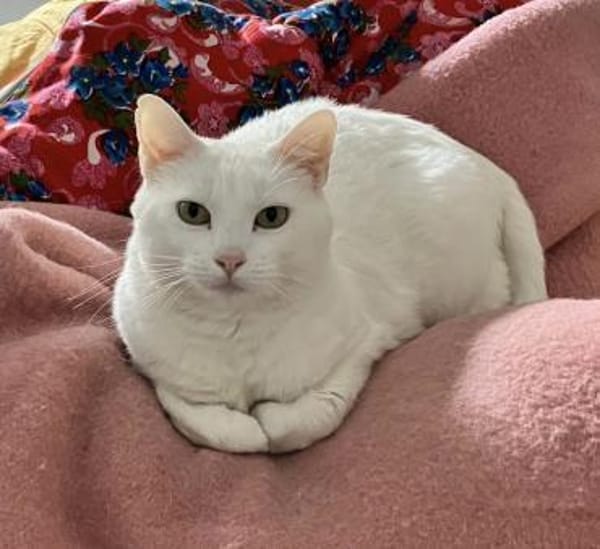 Annie sucht mit Garten oder Freigang