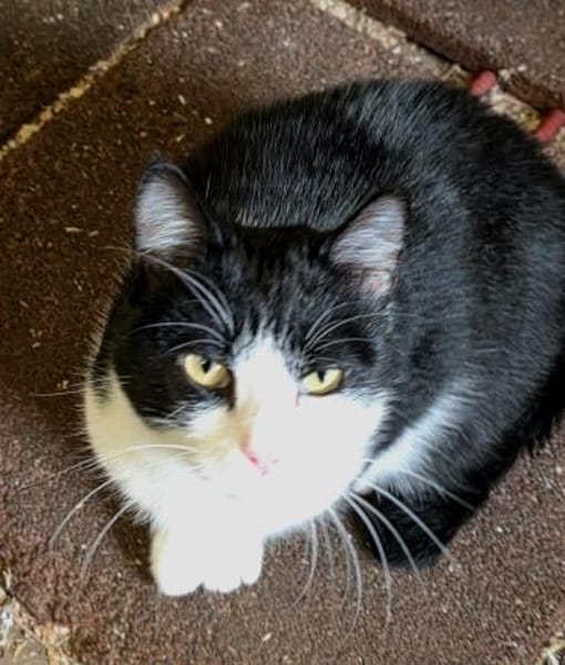 Valentino  unser Sonnenschein