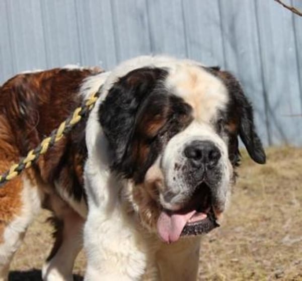 Bootsmann, Traumhund mit Handicap