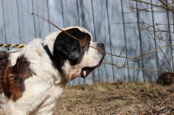 Bootsmann, Traumhund mit Handicap