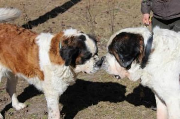 Bootsmann, Traumhund mit Handicap