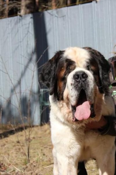 Bootsmann, Traumhund mit Handicap