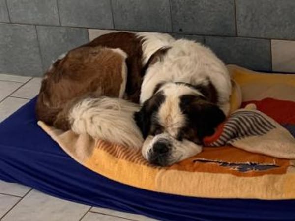 Bootsmann, Traumhund mit Handicap