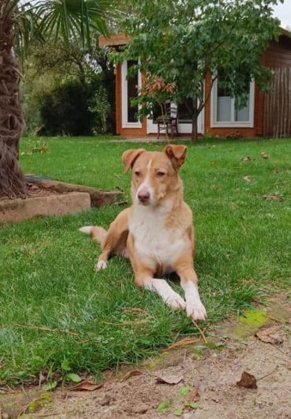 Cherry, freundliche Hündin