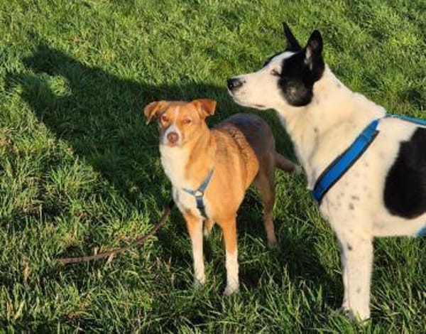 Cherry, freundliche Hündin