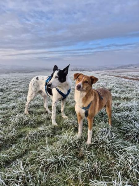 Cherry, freundliche Hündin