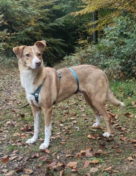 Cherry, freundliche Hündin