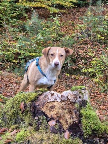 Cherry, freundliche Hündin