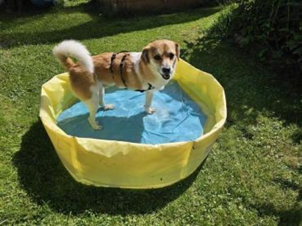 Noki- auf PS in 14513 Teltow