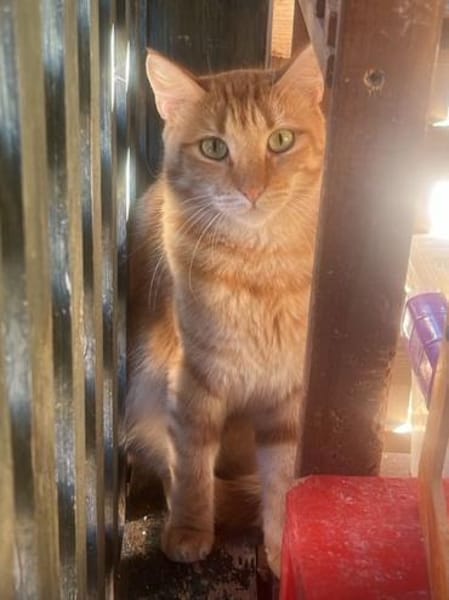 Handicap Katze Rodi aus dem Tierschutz