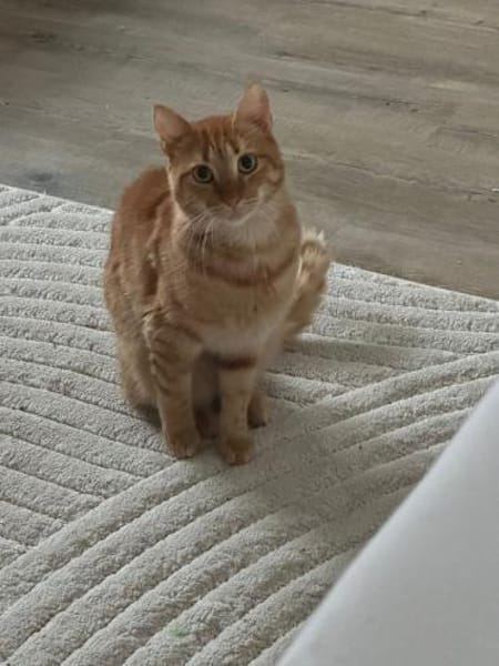 Handicap Katze Rodi aus dem Tierschutz