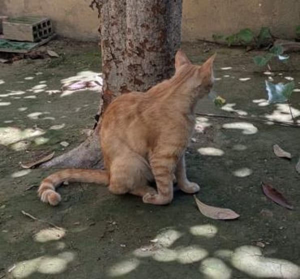 Handicap Katze Rodi aus dem Tierschutz