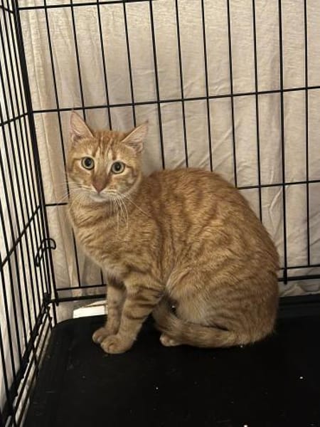 Handicap Katze Rodi aus dem Tierschutz