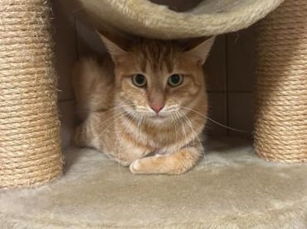 Handicap Katze Rodi aus dem Tierschutz