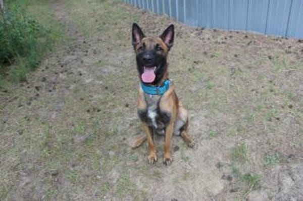 Smoky, freundl. aktiver Rüde