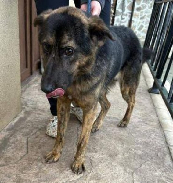 SHARUKH wäre gern dein Freund