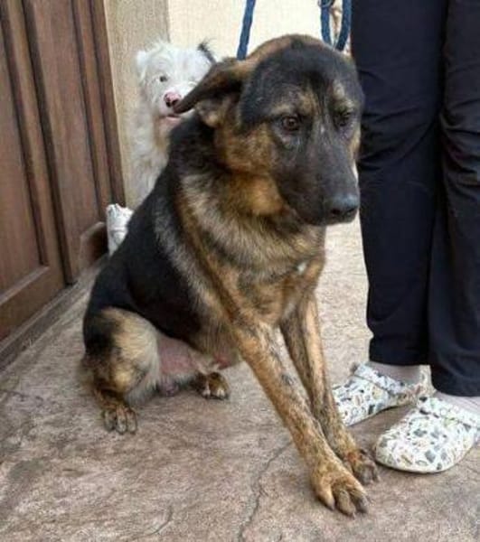 SHARUKH wäre gern dein Freund