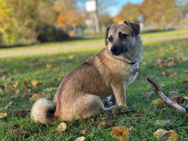 Ello - junger Kerl sucht seine Familie