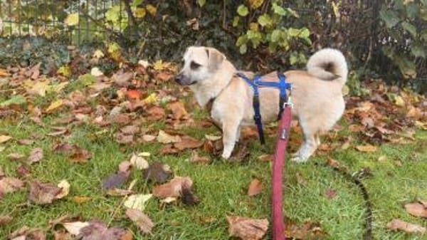 Ello - junger Kerl sucht seine Familie