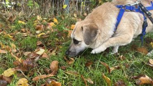 Ello - junger Kerl sucht seine Familie