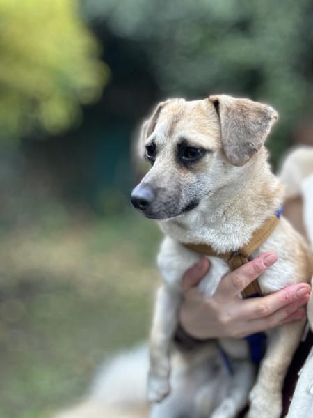 Ello - junger Kerl sucht seine Familie