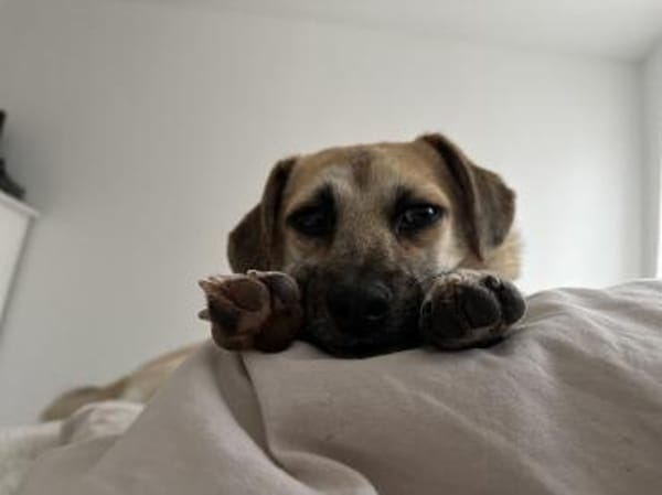 Ello - junger Kerl sucht seine Familie