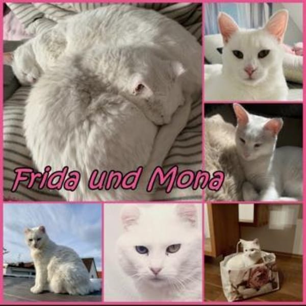 Süße Geschwister Frieda und Mona