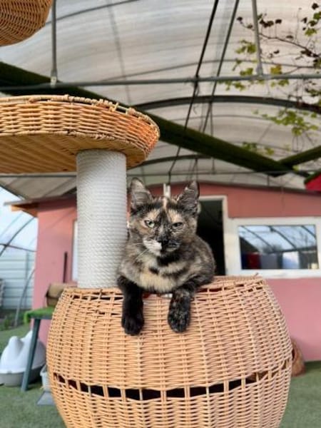 Süße Glückskatze Tita 9 Monate