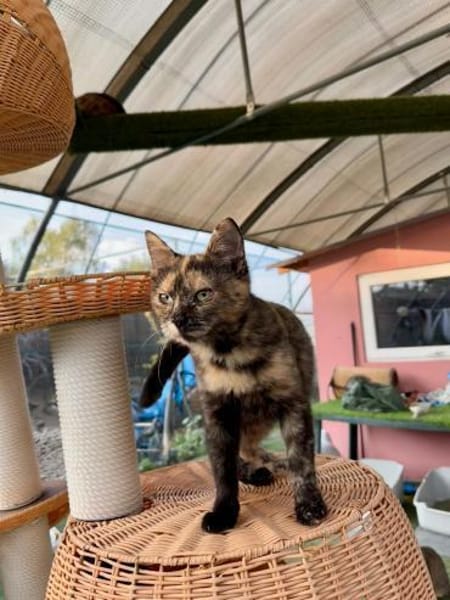 Süße Glückskatze Tita 9 Monate