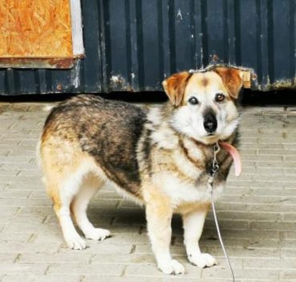 Dee su. hundeerfahrene Besitzer