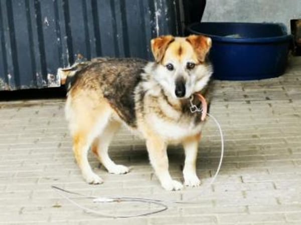 Dee su. hundeerfahrene Besitzer