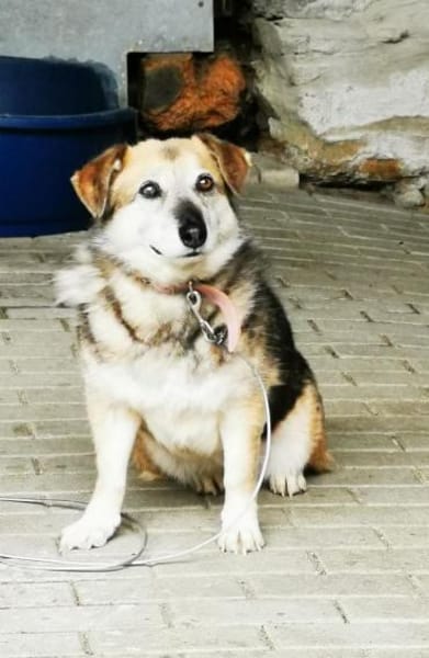 Dee su. hundeerfahrene Besitzer