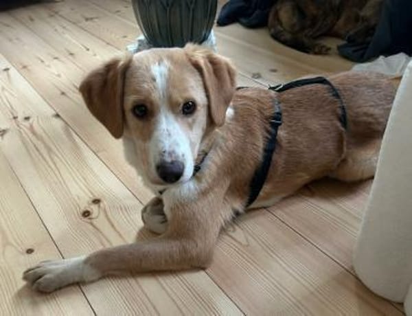 Tolle Hündin Kira sucht Zuhause