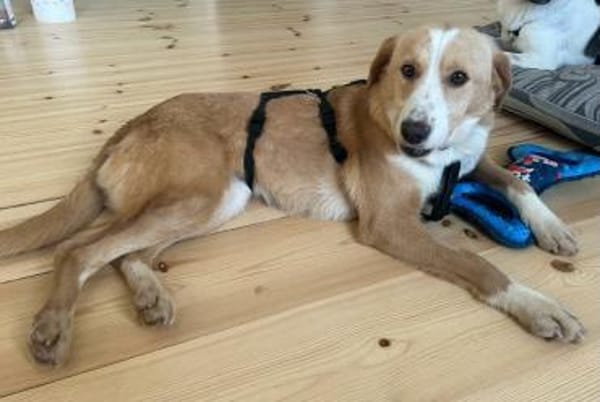 Tolle Hündin Kira sucht Zuhause