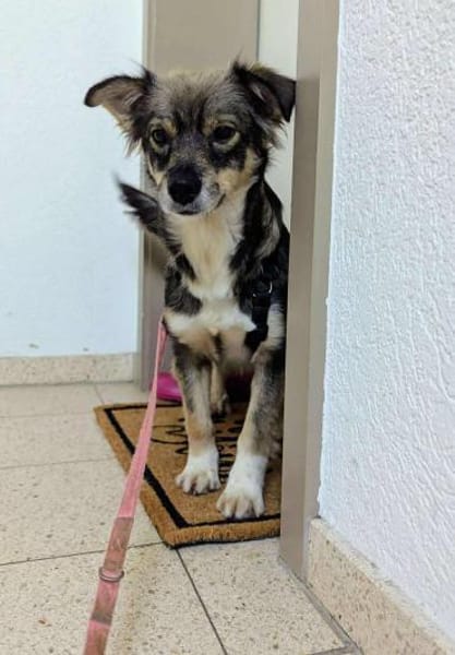 Ilay - bereit für sein Für-Immer-Zuhause