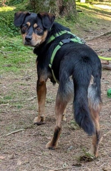 Juro- auf PS in 91207 Lauf