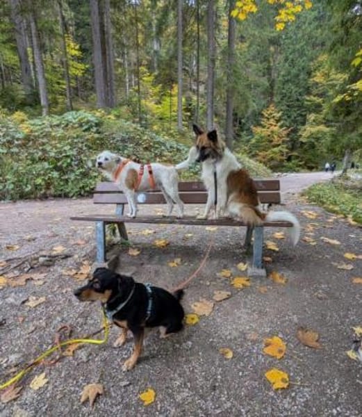 Juro- auf PS in 91207 Lauf