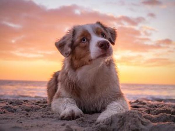 TRAVIS SUCHT ERFAHRENE HUNDEMENSCHEN