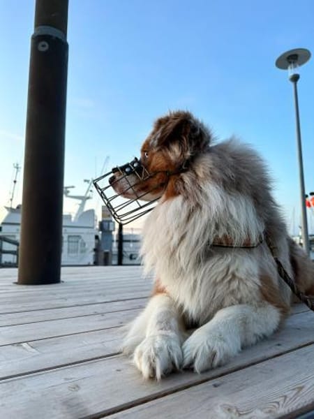 TRAVIS SUCHT ERFAHRENE HUNDEMENSCHEN